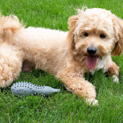 Durable Dog Chew Toys for Aggressive Chewers Safe and Long-Lasting Silicone Material